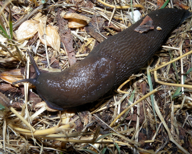 Limax corsicus gruppo da Visso (Mti. Sibillini)